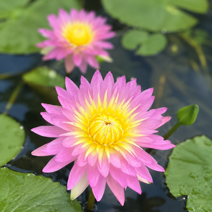 🌸[7 days germination]💐The Sacred Bonsai Bowl Lotus Flower